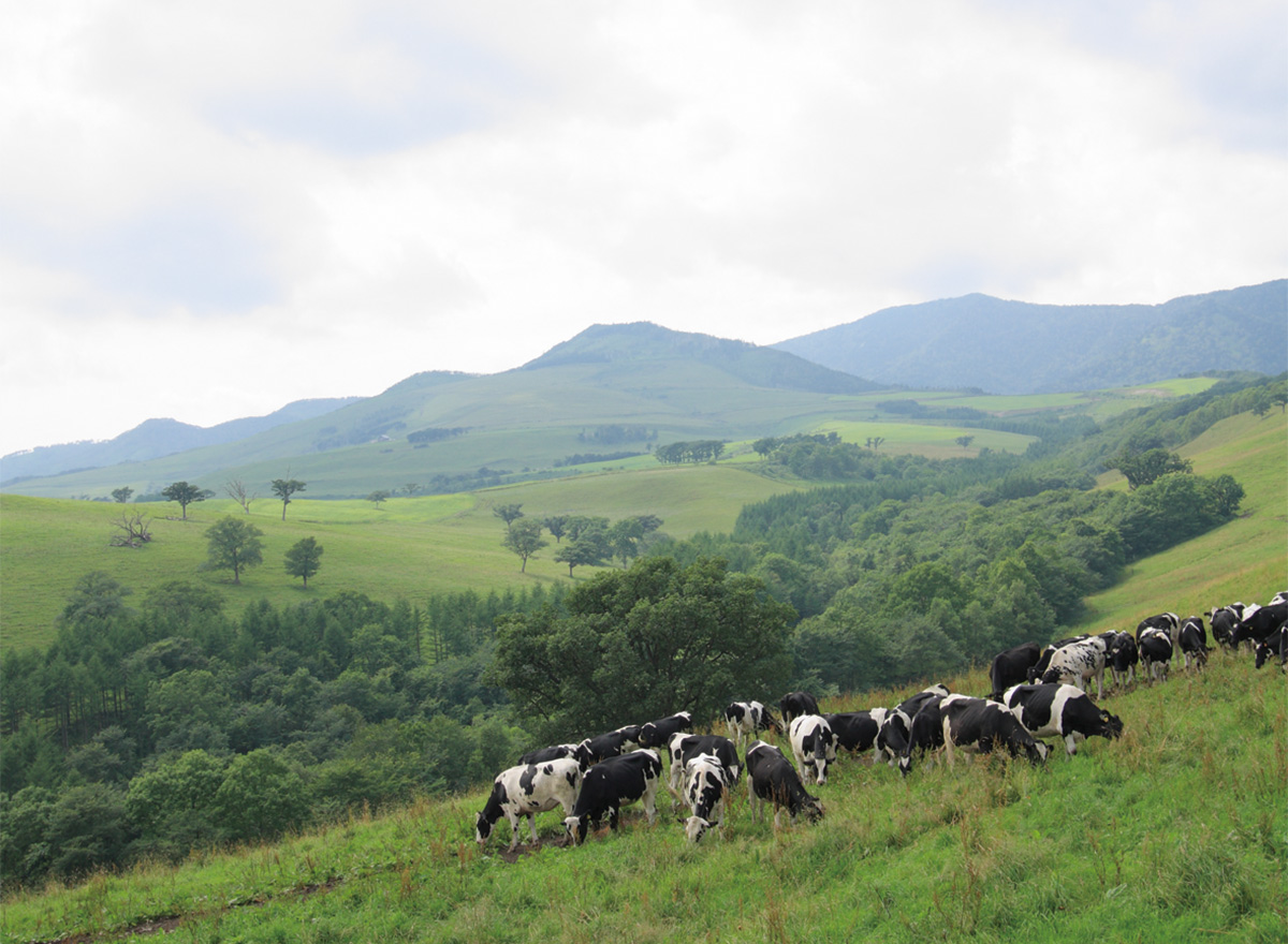 ナイタイ高原牧場